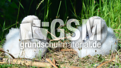 Höckerschwanküken (4).jpg